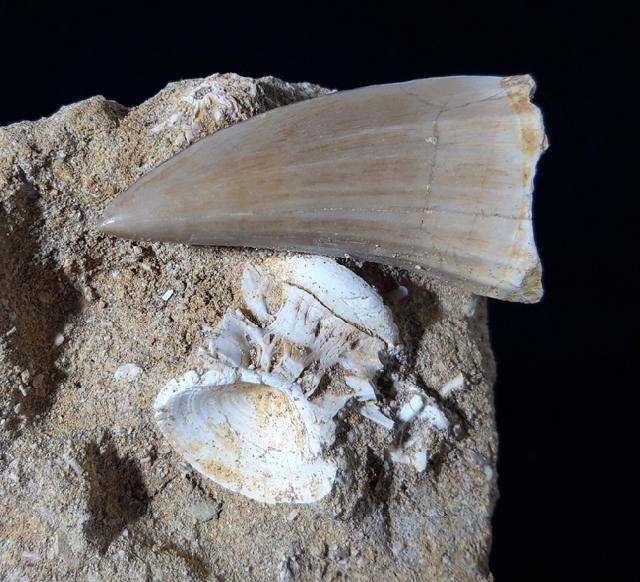 Mosasaurus beaugei ARAMBOURG 1952 & Wirbel non det. - Bild © FossNet FossilienStore